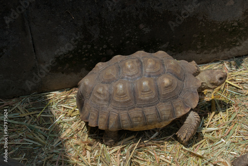 African spurred tortoise walking on dry grass