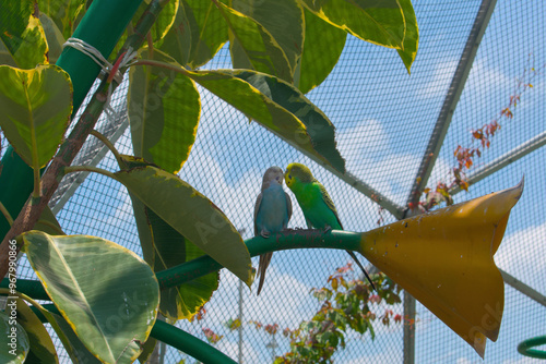 Australian budgies giving each other a kiss
