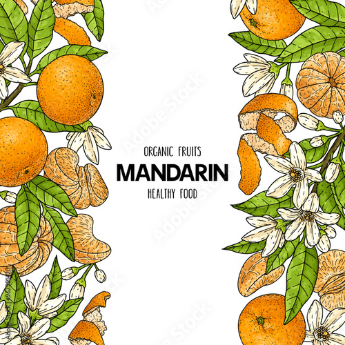 Mandarin or tangerine hand drawn background. Natural citrus plant drawing with unpeeled whole mandarin, slices, halves and branch. Template for food product label. Botanical sketch illustration