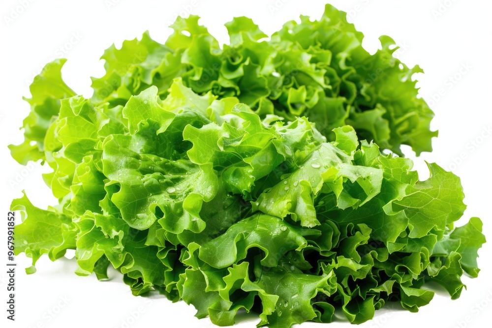 Fresh green lettuce sitting on a clean white background Fresh green lettuce sitting on a clean white background