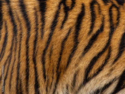 Tiger skin