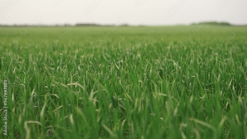 wide green field of wheat. nature wildlife plants and trees concept. beautiful green wheat sprouts on a large field close-up, growth and use of lifestyle agricultural plants wide green field of wheat. nature wildlife plants and trees concept. beautiful green wheat sprouts on a large field close-up, growth and use of lifestyle agricultural plants