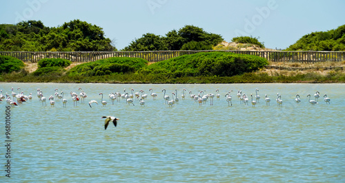 Riserva Naturale Salina Monaci, Torre Colimena,Taranto,Puglia,Italia photo