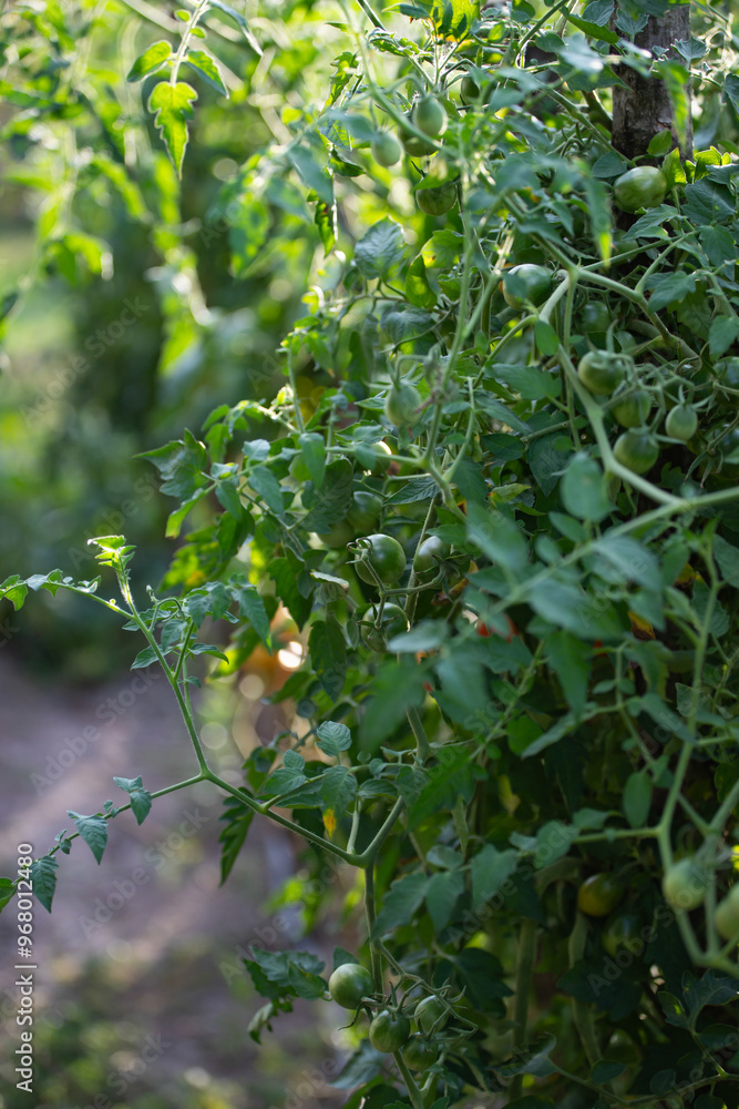 Green and unripe tomatoes on the vine. Green and unripe tomatoes on the vine.