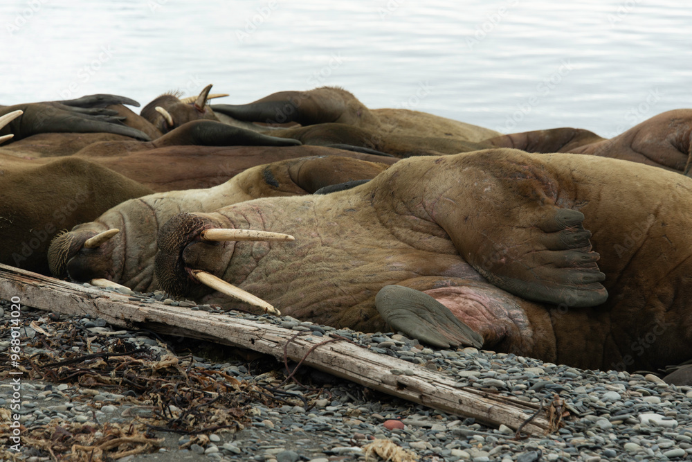 Fototapeta premium Morse, Odobenus rosmarus, Spitzberg, Svalbard, Norvège