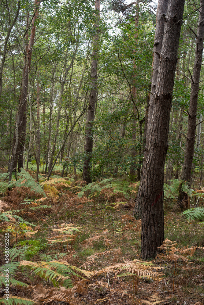 Fougère aigle, Pteridium aquilinum, Forêt de Sénart, Essonne, 91, France Fougère aigle, Pteridium aquilinum, Forêt de Sénart, Essonne, 91, France