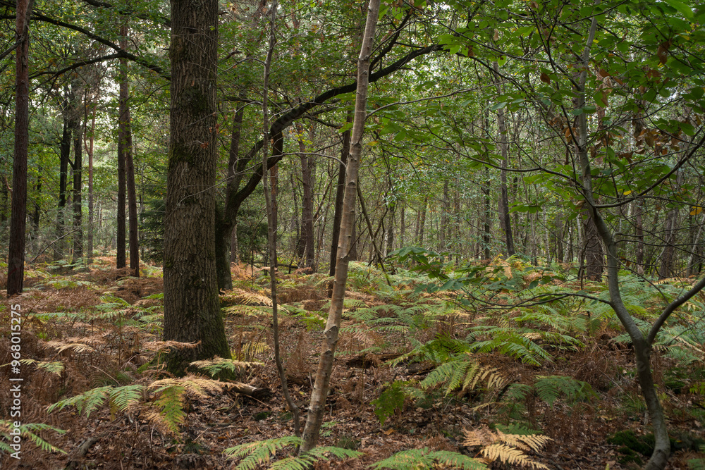 Fougère aigle, Pteridium aquilinum, Forêt de Sénart, Essonne, 91, France Fougère aigle, Pteridium aquilinum, Forêt de Sénart, Essonne, 91, France