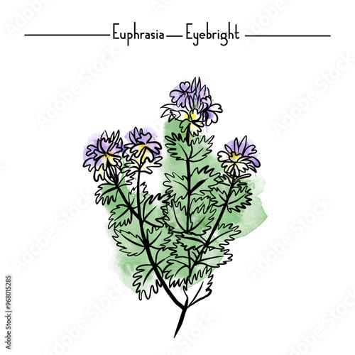 Medical Herbs vector illustration