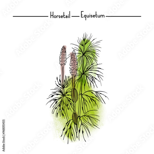 Horsetail Medical Herbs watercolor vector illustration