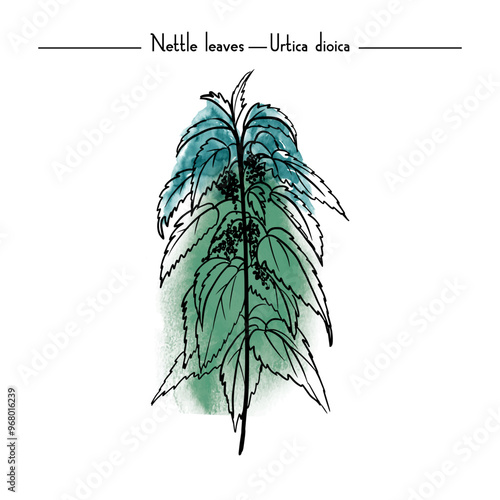Stinging nettle Medical Herbs vector illustration