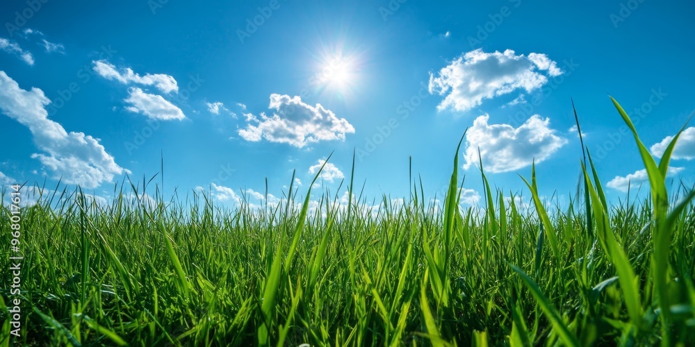 Vibrant green grass meadow under a clear blue sky with fluffy white clouds Vibrant green grass meadow under a clear blue sky with fluffy white clouds