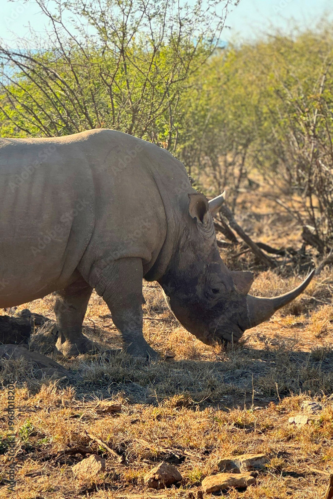 A wild rhino spotted on safari in South Africa. A wild rhino spotted on safari in South Africa.