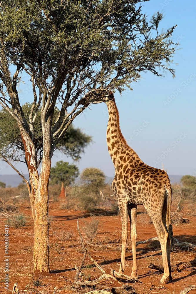 Obraz premium A wild giraffe spotted on safari in South Africa.
