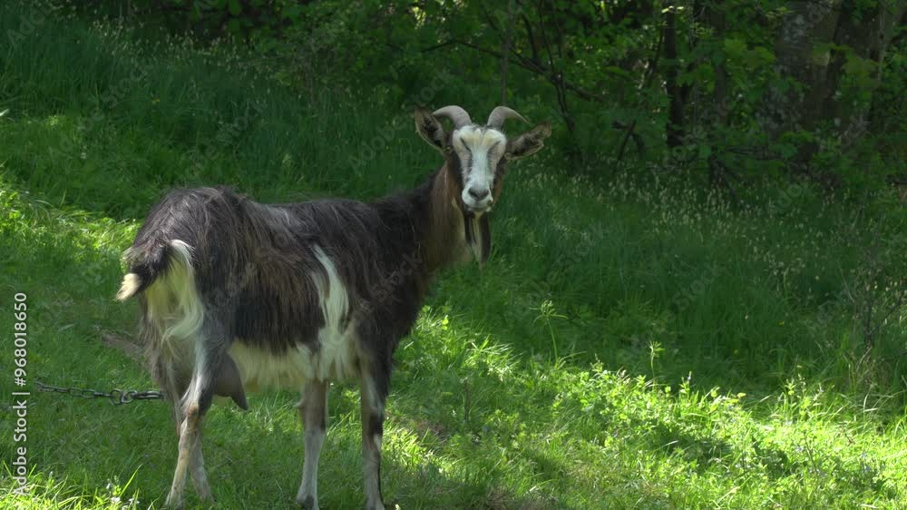 Goat grazes at the meadow
Goat grazes at the meadow