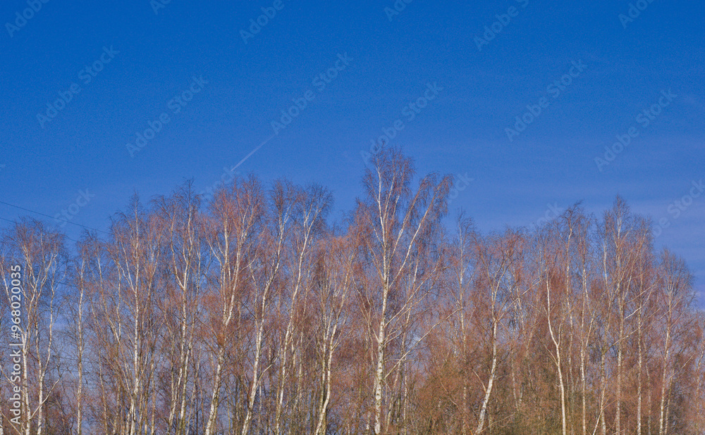 Tree top in clear sky Tree top in clear sky