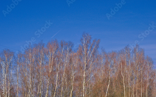 Wallpaper Mural Tree top in clear sky Torontodigital.ca
