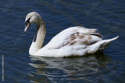 Schwan im See photo