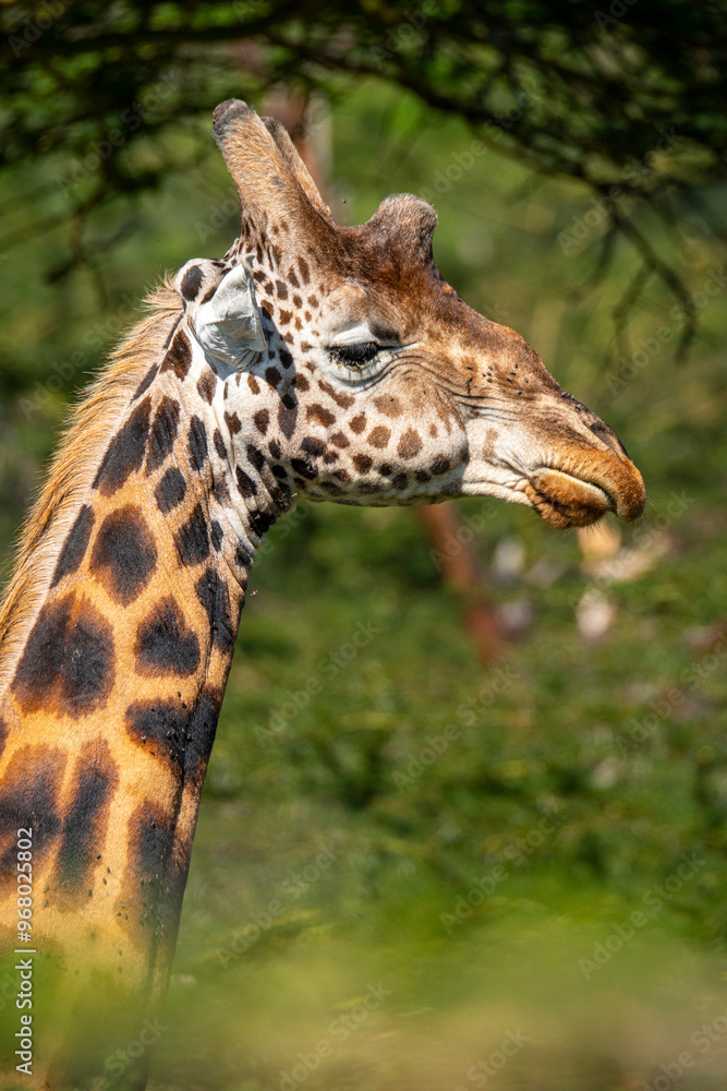 Close-up of a giraffe in Nakuru, Kenya Close-up of a giraffe in Nakuru, Kenya