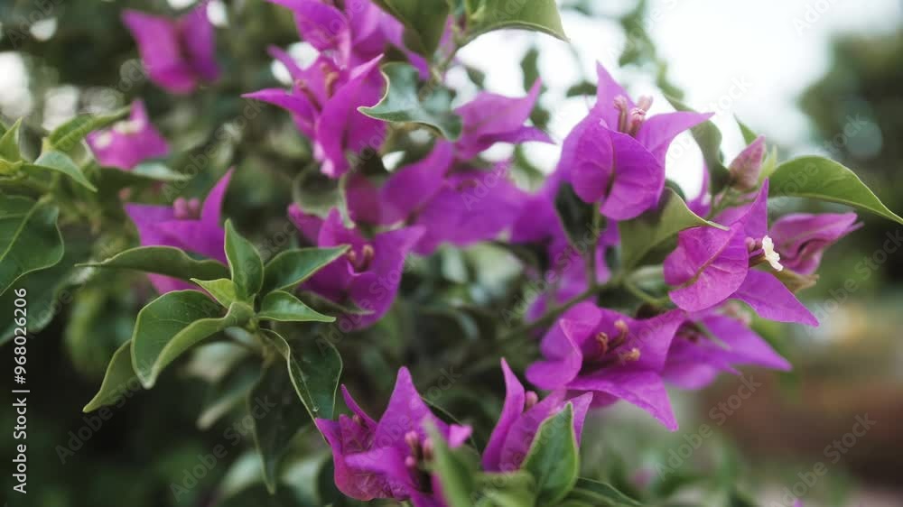 The Vibrant Bougainvillea Blooms Flourish in Full Color and Display Their Beauty spring slossom The Vibrant Bougainvillea Blooms Flourish in Full Color and Display Their Beauty spring slossom