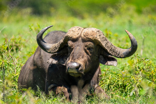 Cape buffalo in grassy habitat at Nakuru, Kenya