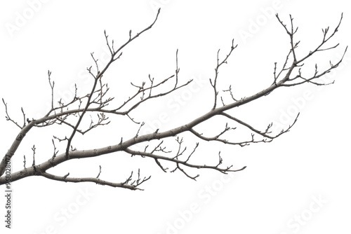 A detailed close-up image of a bare tree branch against a transparent background, perfect for nature and minimalist design contexts.