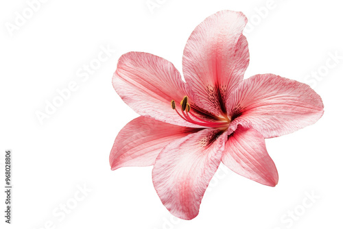 A stunning close-up of a pink lily flower isolated on a transparent background. showcasing delicate petals and intricate details.