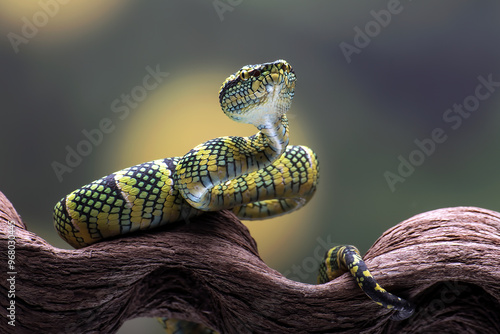 Wagler's pit viper on tree branch