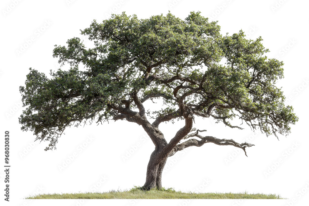Beautiful wide-spreading tree with lush green foliage isolated on transparent background. perfect for nature and outdoor-themed designs. Beautiful wide-spreading tree with lush green foliage isolated on transparent background. perfect for nature and outdoor-themed designs.