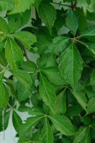 green leaves background