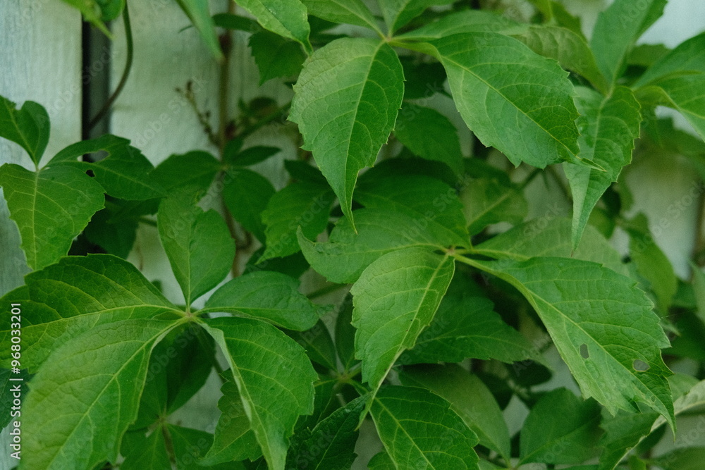leaves in the garden leaves in the garden