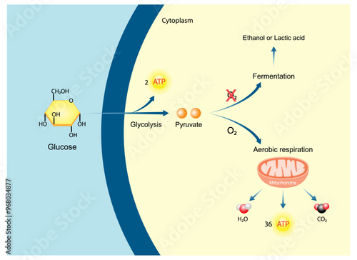 Aerobic and Anaerobic cellular Respiration. Fermentation. Glycolysis. Mitochondria, energy production. Scientific Vector Illustration.	