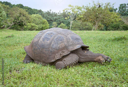 Galapagos giant tortoise eating grass, selective focus, Galapagos Islands, Ecuador.