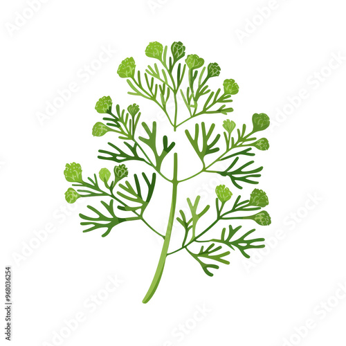 A green sprig of dill with delicate leaves and a white background.