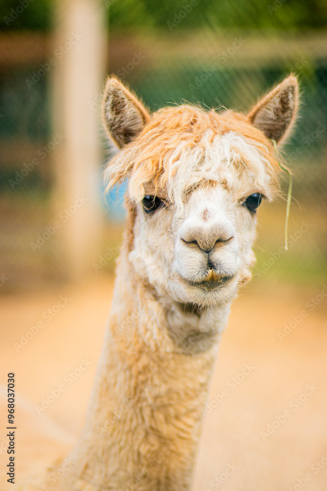 Obraz premium white alpaca close up portrait