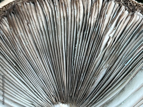Canvas Print Close up of lawn yard wild mushrooms