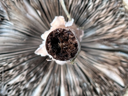 Close up of lawn yard wild mushrooms