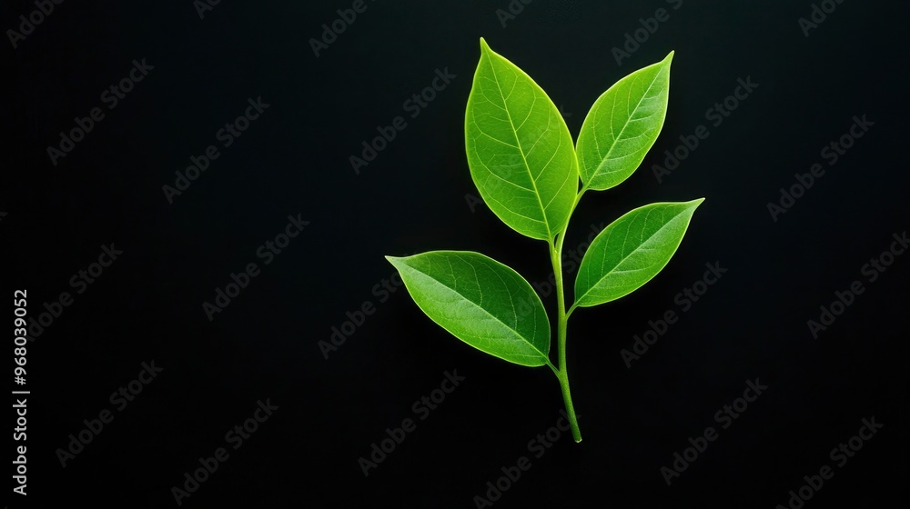 Obraz premium Green Leaves on Black Background