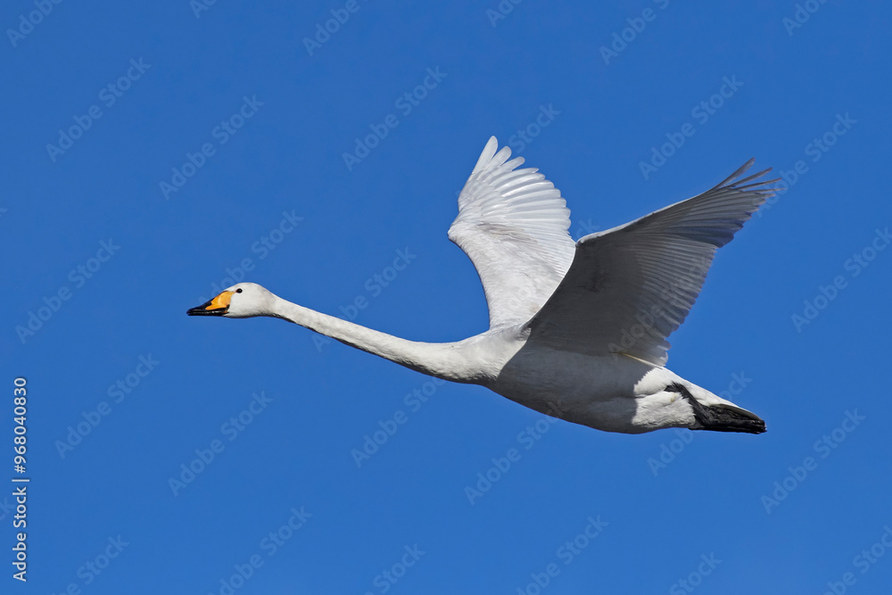 Obraz premium Whooper swan (Cygnus cygnus)