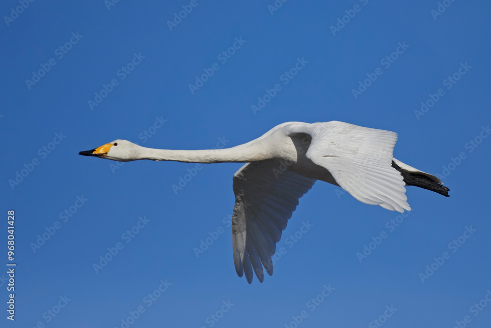 Fototapeta premium Whooper swan (Cygnus cygnus)