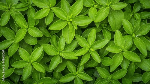 Lush Green Foliage Texture