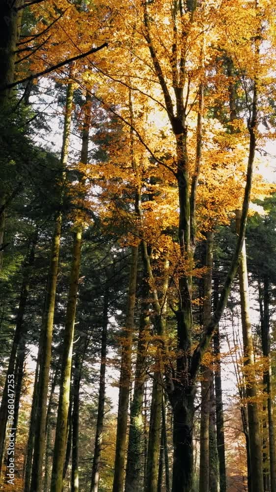 In the Heart of Fall Forest In the Heart of Fall Forest