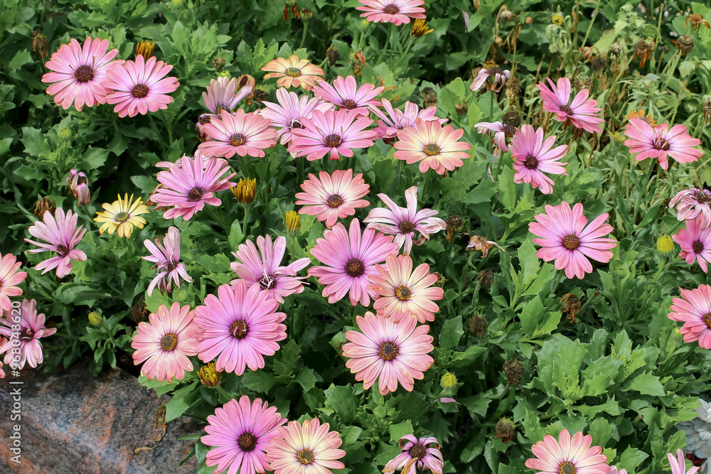 Rosa Blüten des Kapkörbchens, Osteospernum ecklonis Rosa Blüten des Kapkörbchens, Osteospernum ecklonis