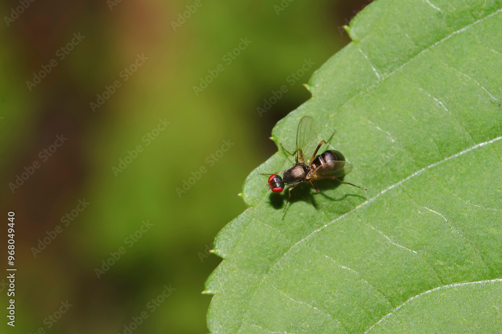 Schwingfliege, Nemopoda nitidula Schwingfliege, Nemopoda nitidula