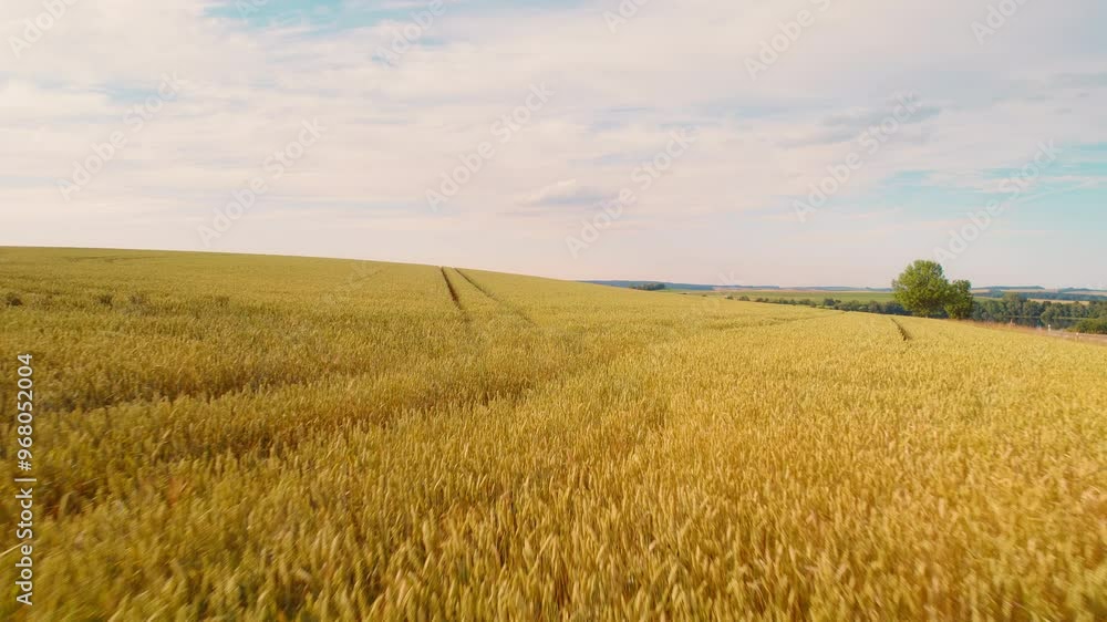 Golden wheat fields stretch across rolling hills under a soft blue sky, with tractor tracks cutting through the crops, creating a peaceful and rural farming scene. Golden wheat fields stretch across rolling hills under a soft blue sky, with tractor tracks cutting through the crops, creating a peaceful and rural farming scene.
