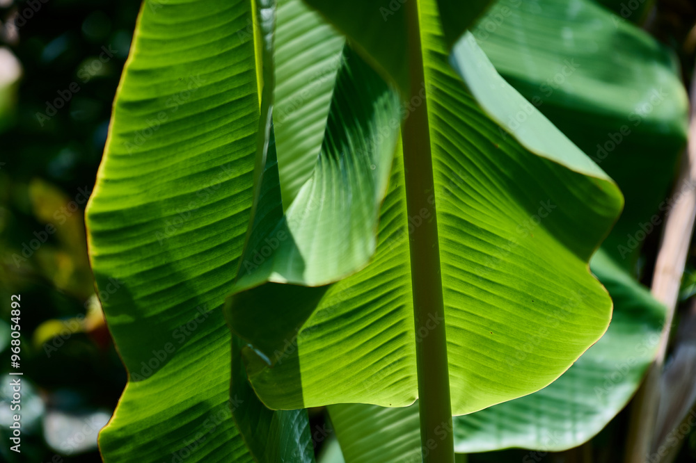 detail of a fresh green banana leaf illuminated by the sun
