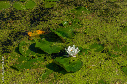 Pond lily on small lake in Hudcice village in south Bohemia photo