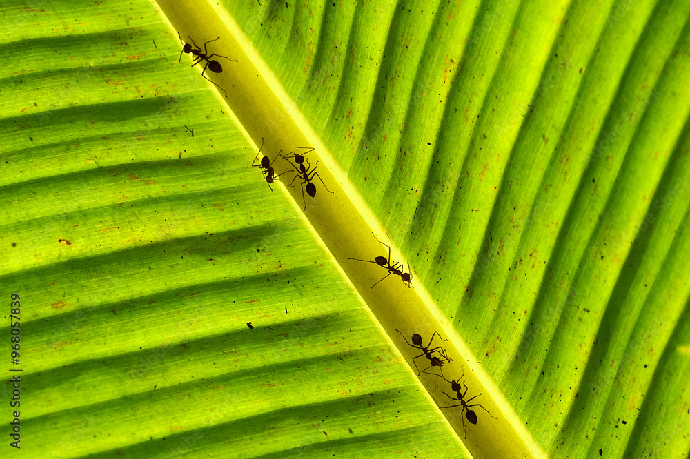 ants on a backlit banana leaf in the mekong delta