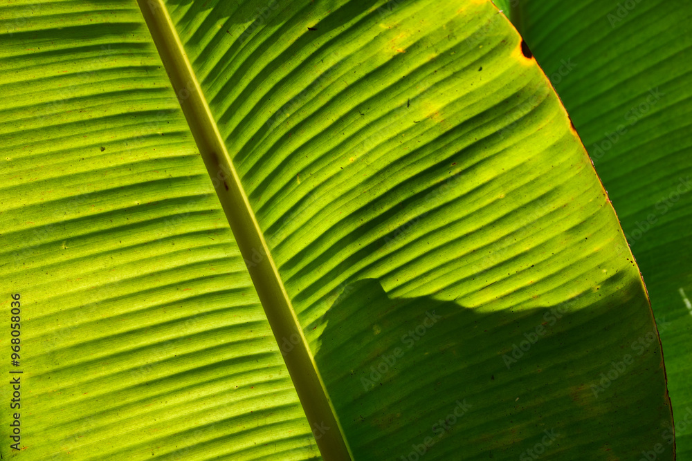 detail of a fresh green banana leaf illuminated by the sun