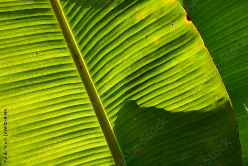 Obraz na płótnie detail of a fresh green banana leaf illuminated by the sun w salonie