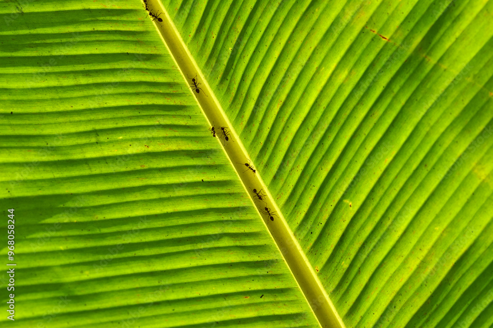 ants on a backlit banana leaf in the mekong delta